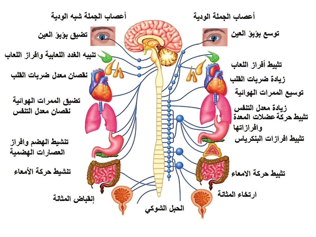 الجهاز العصبي الذاتي System) :(Autonomic Nervous ويتكون من ا عصاب دماغية وشوكية تربط الجهاز العصبي المركزي بالا حشاء كالقلب والمعدة والا معاء والغدد المختلفة وله دور في الا نشطة اللاا رادية.