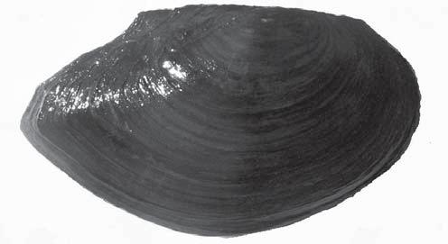 1528 JELENA TOMOVIĆ ET AL. Fig. 3. The mean measured temperature for a 15-month period. ther dispersal of thermophilous species S. woodiana along the lake system.