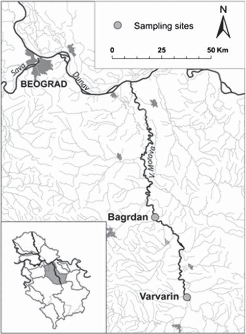 244 S. Kolarević et al. / Chemosphere 93 (2013) 243 251 (Bivalvia: Unionida: Unionidae) fulfils the main criteria required for a bioindicator organism. Earlier studies have revealed the ability of S.