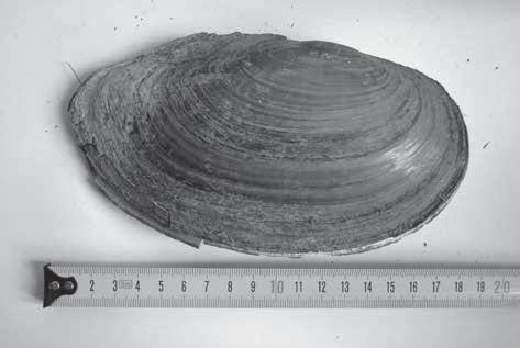 Water Research and Management, Vol. 3, No. 1 (2013) 35-40 Anodonta cygnea et al. et al. et al. et al. et al. et al. et al. et al. et al. et al. A. cygnea A.