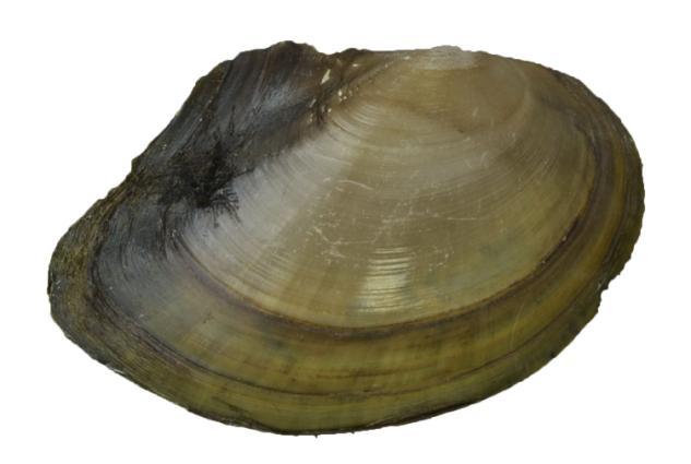 Резултати 4.2.4. Anodonta anatina (Linnaeus, 1758) Слика 26.