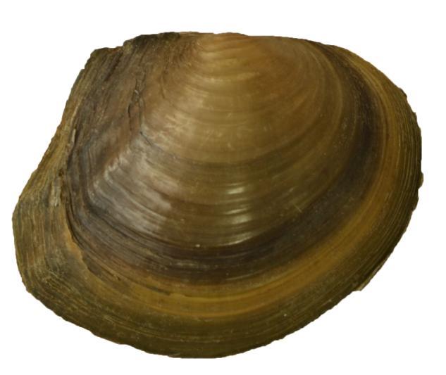 Резултати 4.2.7. Sinanodonta woodiana (Lea, 1834) Слика 29. Примерак врсте Sinanodonta woodiana Кратак опис врсте Ова врста заједно са A.