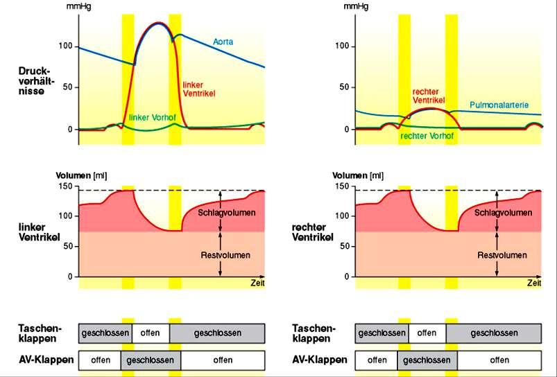 Srčni ciklus levo srce desno srce tlak utripni volumen utripni volumen rezidualni volumen rezidualni volumen čas