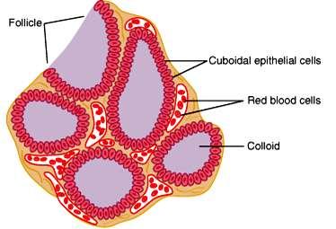 Fiziologija