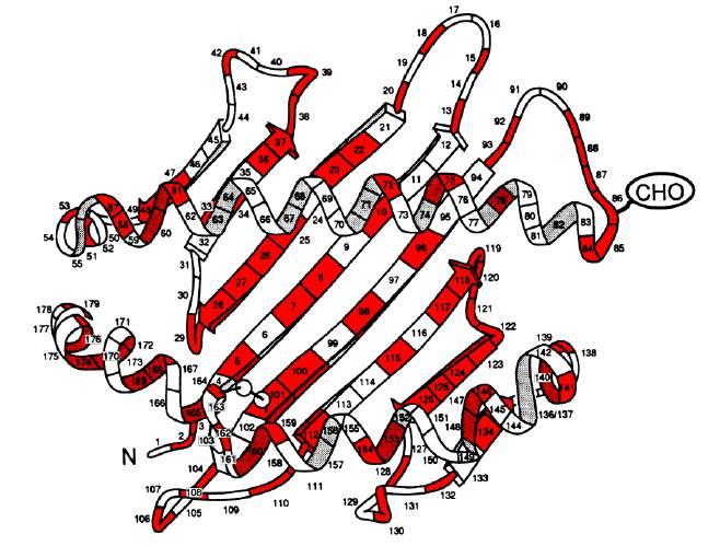 Σχισμοειδής θήκη μονομορφικές περιοχές Οι διαφορές αμινοξέων της πολυπεπτιδικής αλυσίδας εντοπίζονται κατά κανόνα στη σχισμοειδή θήκη των μορίων και συμβάλουν στον πολυμορφισμό του συστήματος