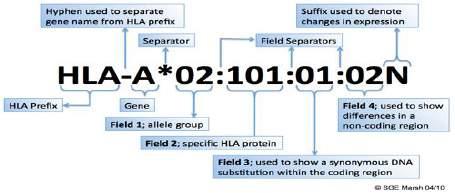 Ονοματολογία των αλληλίων του HLA συστήματος Ορολογική τυποποίηση : HLA- Α2 Μοριακή τυποποίηση χαμηλής ανάλυση HLA- Α*02 ενδιάμεση ανάλυση HLA-Α*02:01/02:09 υψηλή ανάλυση (SSOP/SSP) HLA-A*02:01 υψηλή