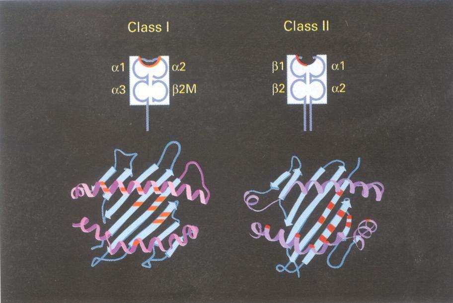 Τα κλασσικά HLA τάξης Ι (A/B/C) και τάξης ΙΙ (DR/DQ/DP) εκφράζονται στα εμπύρηνα κύτταρα του σώματος μας.