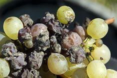 Συµπτώµατα Botrytis