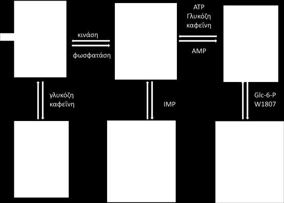 για το AMP συγκριτικά με την GPb (100 φορές μεγαλύτερη) αλλά μικρότερη συγγένεια για τα AΤP, ADP και την G6P (Johnson et al., 1989) (Εικόνα 10).