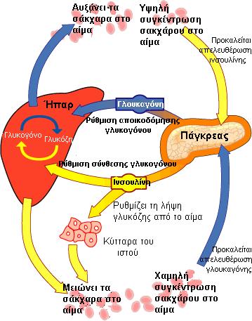 Εικόνα 2: Φυσιολογική ρύθμιση της συγκέντρωσης της γλυκόζης στο αίμα. Όταν η συγκέντρωση γλυκόζης είναι αυξημένη στο αίμα, απελευθερώνεται από το πάγκρεας ινσουλίνη που κατευθύνεται στο ήπαρ.