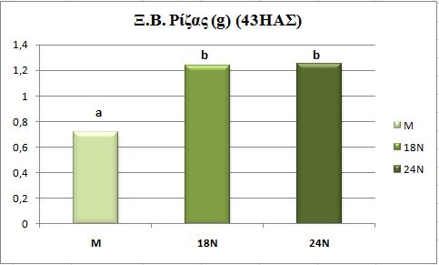 Διάγραμμα 4.5.3.4 Επίδραση των επεμβάσεων λίπανσης (μάρτυρας, 18Ν και 24Ν) στο ξηρό βάρος ρίζας του φυτού για τις δύο ποικιλίες (Futura 75 και Santhica 27) συγκεντρωτικά την 43 η ημέρα από τη σπορά.