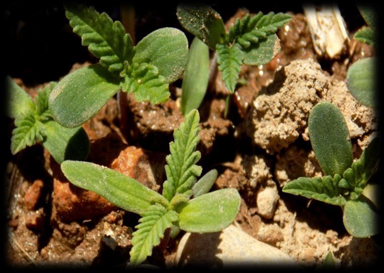 Εικόνα 1.1 Νεαρό φυτάριο κατά το πρώιμο στάδιο βλάστησης 10 ημέρες από την ημέρα σποράς (προσωπικό αρχείο).