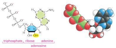 kiselina Bočna grupa amino kiselina određuju prirodu