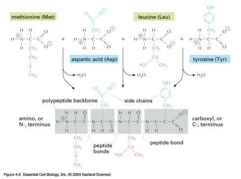 Proteini: stvaranje peptidne veze 20 amino