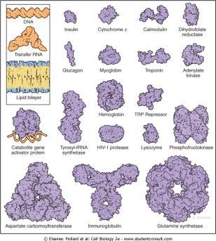 Proteini mogu imati različite oblike Složenost građe