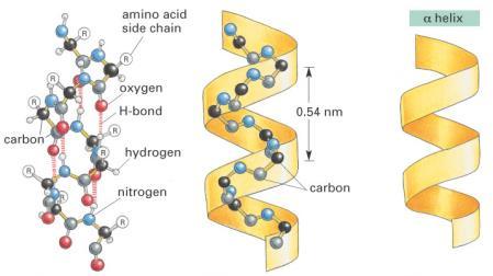 struktura proteina je linearni redosled AA Sekundarna