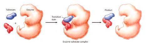 ( hormoni: insulin, vazopresin, oksitocin..) Depoi ( AK, jona npr.