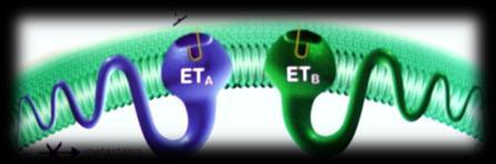 μεμβράνη (transmembrane sites, TMS), ένα εξωκυττάριο τμήμα - το συνδεόμενο με την ΕΤ-1, και ένα ενδοκυττάριο, που συνδέεται με την G πρωτεΐνη [260, 261]. Εικόνα 1.11.