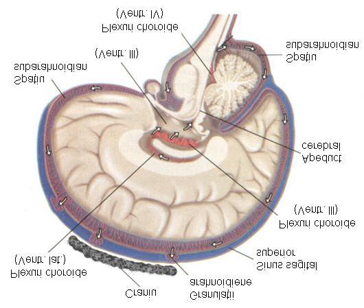 Întoarcerea venoasă: venele superficiale din pia mater sinusurile venoase ale durei mater v. jugulară internă + v. vertebrale v. jugulară externă.