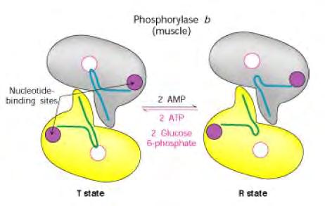 α) β) Σχήμα 5: Αναπαράσταση του ελέγχου της δραστικότητας α) της GPb στους μυς (muscle) και β) της GPa στο ήπαρ (liver).