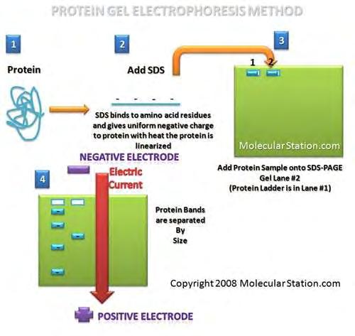 8.1 Ηλεκτροφόρηση Πρωτεϊνών σε πήκτωμα ακρυλαμιδίου (SDS-PAGE) Το ακρυλαμίδιο πολυμερίζεται και σχηματίζονται αλυσίδες πολυακρυλαμιδίου, στις οποίες ενσωματώνονται κατά διαστήματα, μόρια
