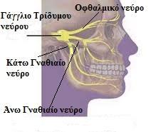 προσώπου και του βλεννογόνου του στόματος