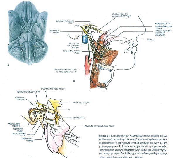 ΓΛΩΣΣΟΦΑΡΥΓΓΙΚΟ ΝΕΥΡΟ Αποτελείται από κινητικές, αισθητικές, παρασυμπαθητικές και αισθητήριες γευστικές