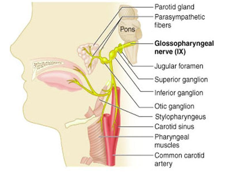 ΑΙΣΘΗΤΙΚΗ ΟΔΟΣ: νεύρωση βλεννογόνου φάρυγγα και αισθητικούς και αισθητήριους (γεύση) κλάδους για την