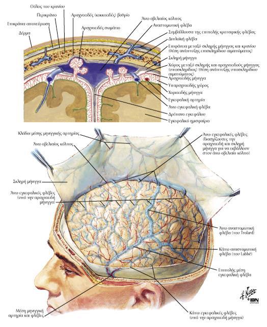 ΑΡΑΧΝΟΕΙΔΗΣ ΜΗΝΙΓΓΑ Είναι λεπτός, διαφανής, δικτυωτός υμένας ο οποίος διαχωρίζεται από τη χοριοειδή μήνιγγα με τον υπαραχνοειδή χώρο που περιέχει εγκεφαλονωτιαίο υγρό (ΕΝΥ) ΧΟΡΙΟΕΙΔΗΣ ΜΗΝΙΓΓΑ Είναι