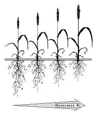 Nedostatak raspoloživog dušika ima ozbiljne posljedice: Biljke formiraju manju asimilacijsku površinu, lišće je kraće, uže i blijedozeleno zbog manjeg sadržaja klorofila što uzrokuje niži intenzitet