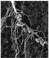 Podrijetlo dušika u tlu U matičnom supstratu, iz kojeg je neko tlo nastalo, nema dušika pa se on u procesu pedogeneze nakuplja isključivo pod utjecajem živih organizama.