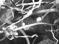 Simbiozna fiksacija dušika Na korijenju leguminoznih biljaka česte su nodule koje čine nakupine kvržičnih bakterija.