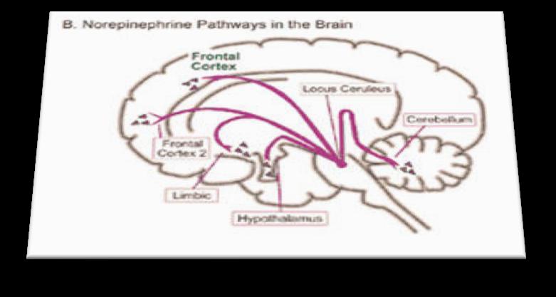 Νορεπινεφρίνη Βρίσκεται σε