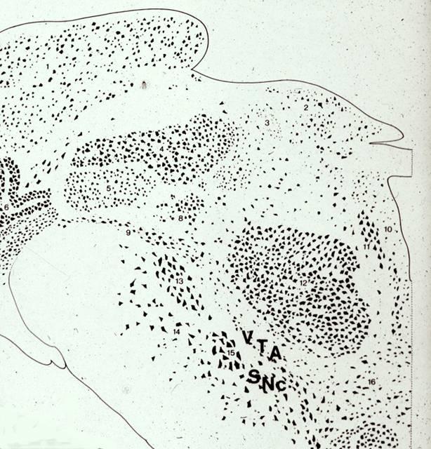 Προέλευση των ντοπαµινεργικών προβολών: substantia nigra
