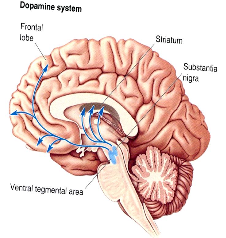 Νευροβιολογική βάση της νόσου του Πάρκινσον Απώλεια ντοπαµινεργικών νευρώνων της συµπαγούς µοίρας της µέλαινας ουσίας οδηγεί σε σηµαντική µείωση της ντοπαµίνης (DA) του ραβδωτού.