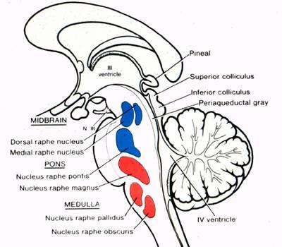The serotonin-producing cell groups are located in the median reticular formation (raphe) of the brainstem.