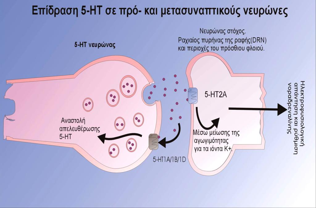 5-ΗΤ Χρονίως: Απευαισθητοποίηση 5- ΗΤ 1Α προσυναπτικών