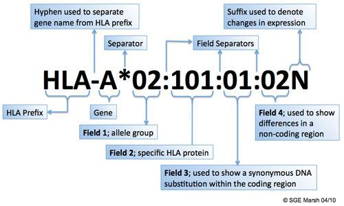 Ονοματολογία αλληλόμορφων HLA γονιδίων N: no expressed L : low expressed