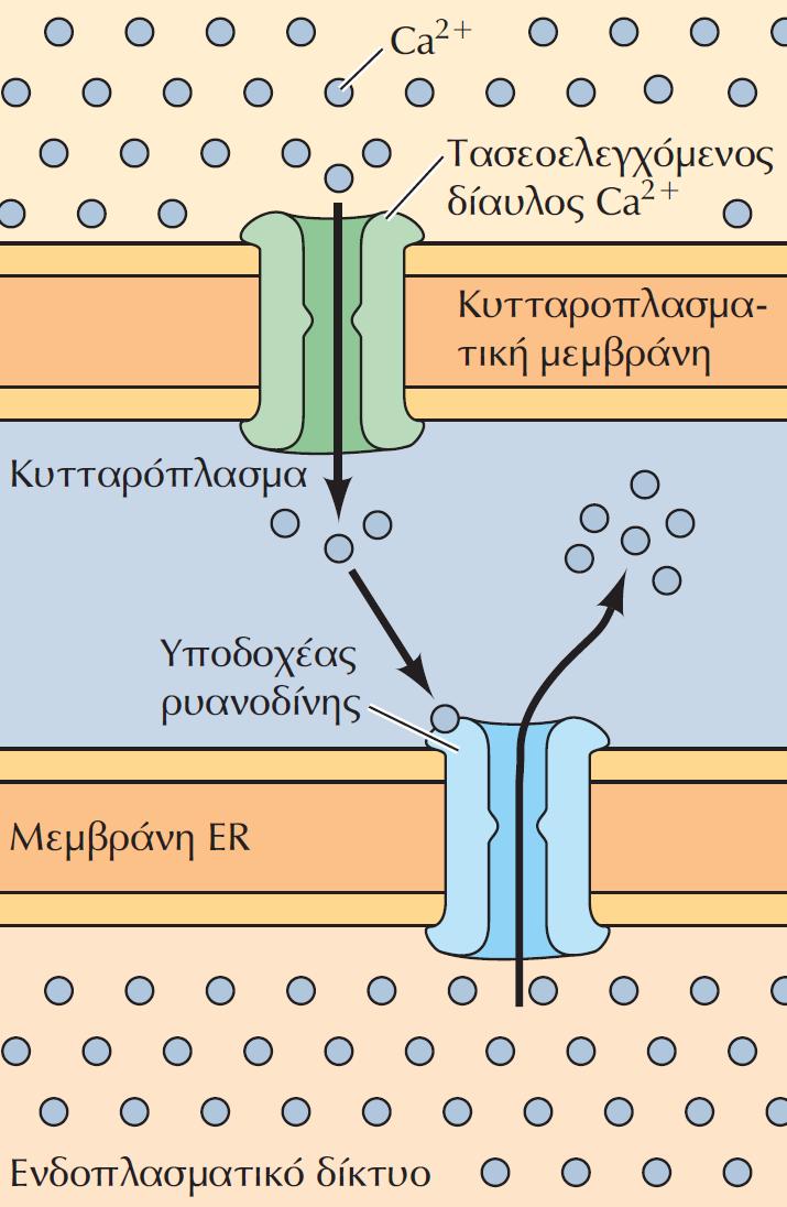 Ρύθμιση της ενδοκυτταρικής συγκέντρωσης των ιόντων Ca2+ σε κύτταρα που διεγείρονται με ηλεκτρισμό Η εκπόλωση της κυτταροπλασματικής μεμβράνης προκαλεί το άνοιγμα μεμβρανικών τασοελεγχόμενων διαύλων