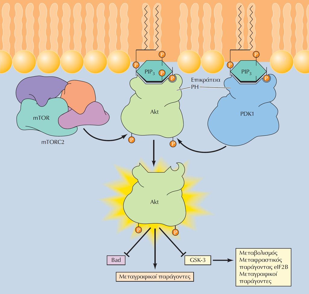 Το μονοπάτι των κινασών PI 3/Akt Η Akt στρατολογείται στην κυτταροπλασματική μεμβράνη μέσω της πρόσδεσης της επικράτειας με ομολογία πλεκστρίνης (PH) σε PIP3.