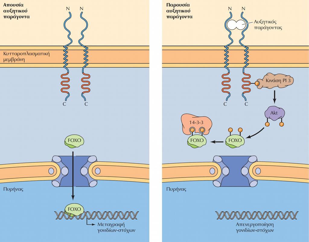 Η ρύθμιση του παράγοντα FOXO Στον πυρήνα ο FOXO προάγει γονίδια που: Καταστέλλουν τον πολλαπλασιασμό Επάγουν τον κυτταρικό θάνατο Όταν το κύτταρο δε διεγείρεται από αυξητικό παράγοντα, ο μεταγραφικός