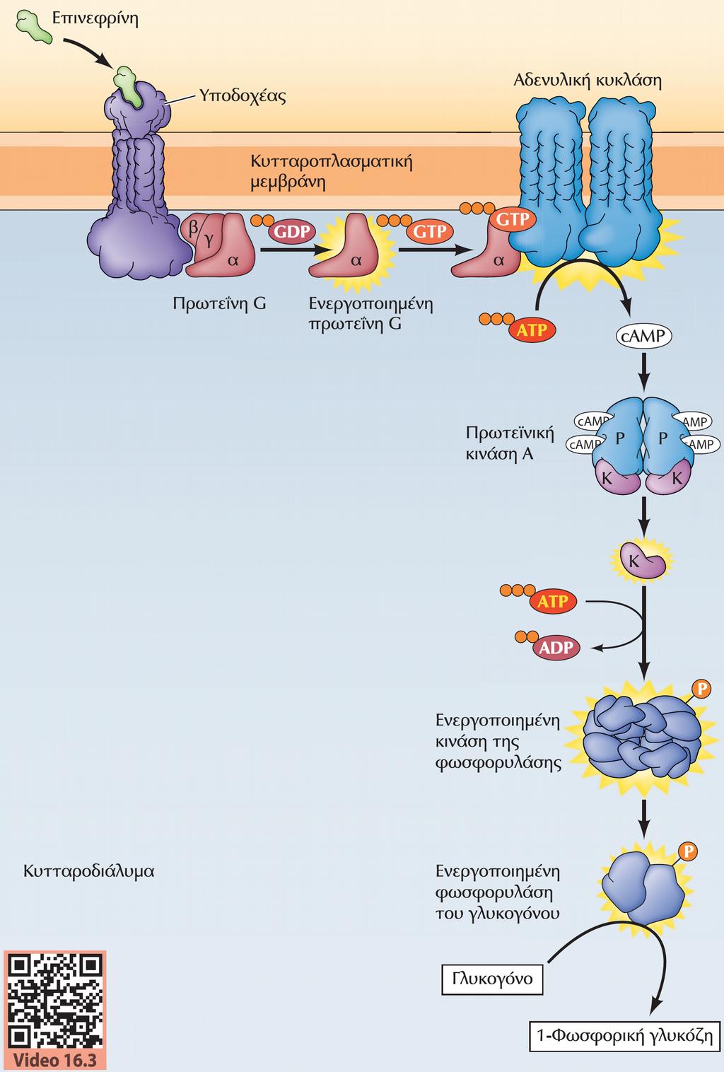 Ρύθμιση του μεταβολισμού του γλυκογόνου από την επινεφρίνη -Ταχεία δράση Η ενεργοποίηση του υποδοχέα από την επινεφρίνη διεγείρει μια πρωτεΐνη G η οποία ενεργοποιεί την αδενυλική κυκλάση.