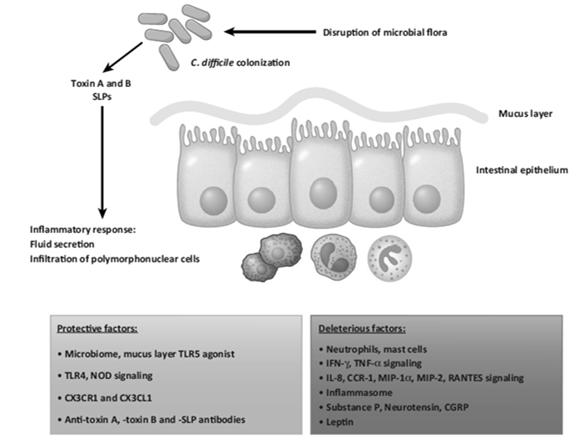 2016 October ; 14(10): 609 620 Pathogenesis of