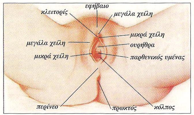 ΚΕΦΑΛΑΙΟ 2. Γεννητικό Σύστημα 2.1 Το γεννητικό σύστημα της γυναίκας Το γεννητικό σύστημα της γυναίκας αποτελείται από τα εξωτερικά και τα εσωτερικά γεννητικά όργανα.