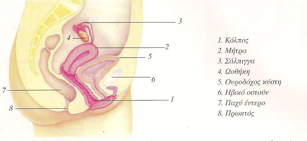 Στο όριο μεταξύ των έσω και των έξω γεννητικών οργάνων βρίσκεται ο υμένας (Ιατράκης, 2006). Εικόνα 2. Πλάγια όψη της γυναικείας πυέλου με τα γεννητικά όργανα στη φυσιολογική ανατομική τους θέση.