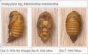 2.3.3 ΠΛΑΓΓΟΝΕΣ Οι πλαγγόνες και τα αυγά, είναι διαφόρων τύπων και μεγεθών. Εικόνα 2.1. Πλαγγόνα του Κολεοπτέρου Melolontha melolontha 2.4.