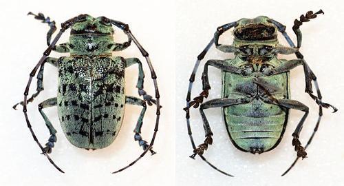 3.2 ΓΕΝΟΣ ANOPLOPHORA Το γένος Anoplophora ανήκει στην οικογενεία Cerambycidae και είναι εγγενές στην Ασία.