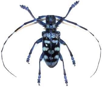 Απεικόνιση του εντόμου Anoplophora flavomaculata Anoplophora