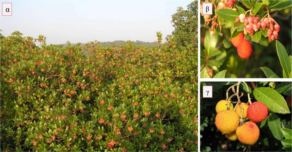 Παπαγιάννη Α. Αργυρώ Μεταπτυχιακή Μελέτη 23 μήκους 4-11 cm (Bartels, 2011). Τα άνθη είναι σταμνόμορφα, με μήκος 8-9 mm, ρόδινα και φέρονται επάκρια σε βραχείς, σύνθετους βότρεις.