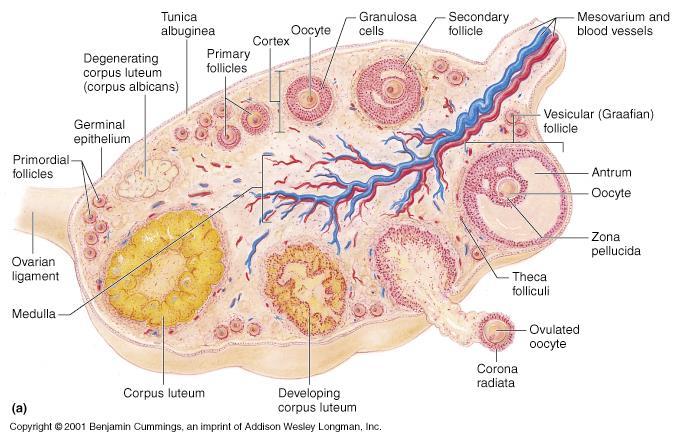 Εικόνα 7: Απεικόνιση της ωοθήκης σε διατομή. Διακρίνονται οι δύο μοίρες (μυελώδης Medulla και φλοιώδης Cortex), η αγγείωση και οι φάσεις ωρίμανσης του ωοθυλάκιου.